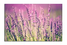 Obraz Lavender zs24769